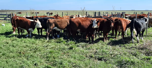 Lote 21 Terneras en Gral. Lamadrid, Buenos Aires