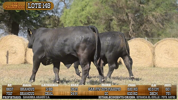 Lote LOTE 148 - VIVO
