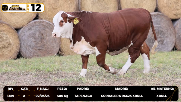 Lote LOTE 12
