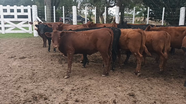 Lote 60 Terneras Angus en Palacios, Santa Fe