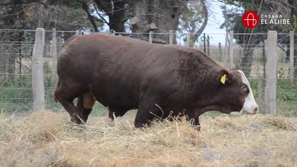 Lote BRAFORD EL ALJIBE