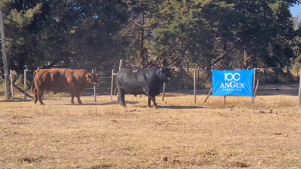 Lote TOROS A. ANGUS CABAÑA PAYMA