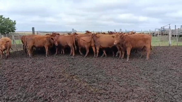 Lote 36 Vaquillonas P/ entorar