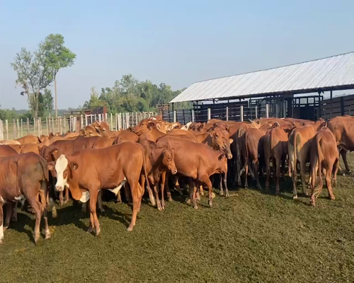 Lote 75 Novillitos en Pirané, Formosa