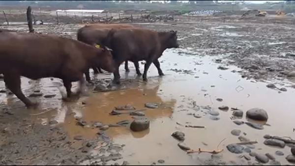 Lote 50 Vaquilla Gorda en San Clemente, VII  Región Maule