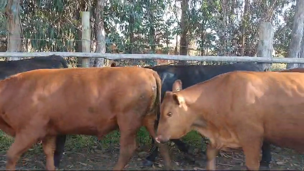 Lote 30 Novillo Gordo en Santo Domingo, V Región Valparaíso