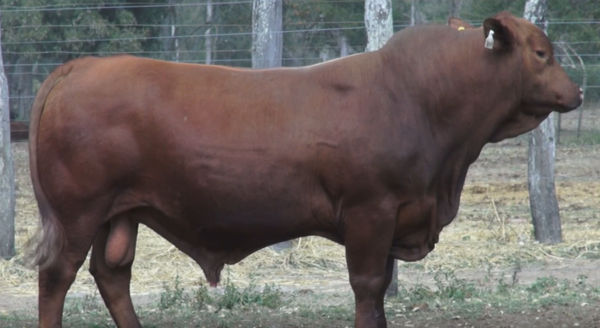 Lote TOROS(CORRAL 10)BRANGUS "CABAÑA DON ALBERTO"