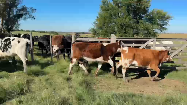 Lote TERNERAS