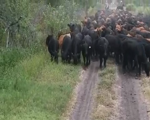 Lote 350 Terneros en Villaguay, Entre Ríos