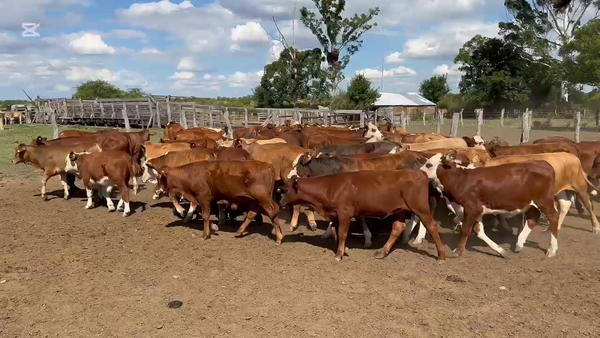 Lote 115 Terneros/as