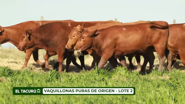 Lote LOTE 2 - VAQUILLONAS PURAS DE ORIGEN