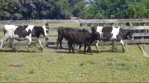 Lote TERNEROS HOLANDO