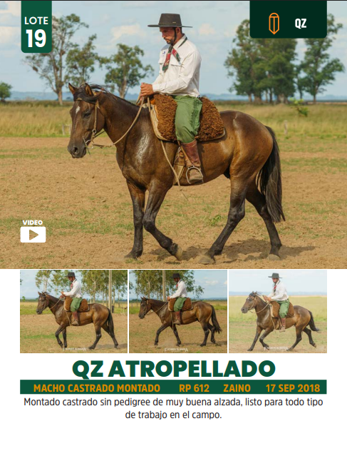 Lote LOTE 19