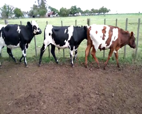 Lote Novillos