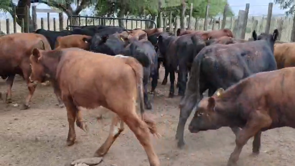 Lote 20 Terneras, San José