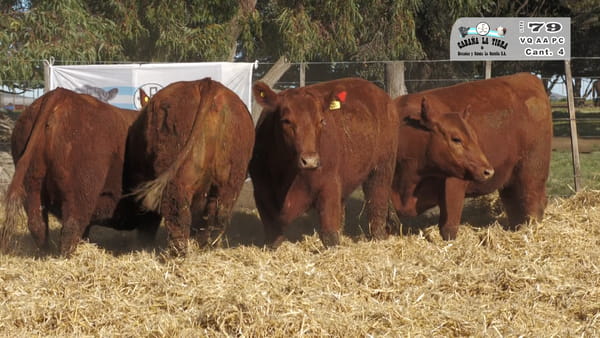 Lote VAQUILLONAS PC PARICION OTOÑO