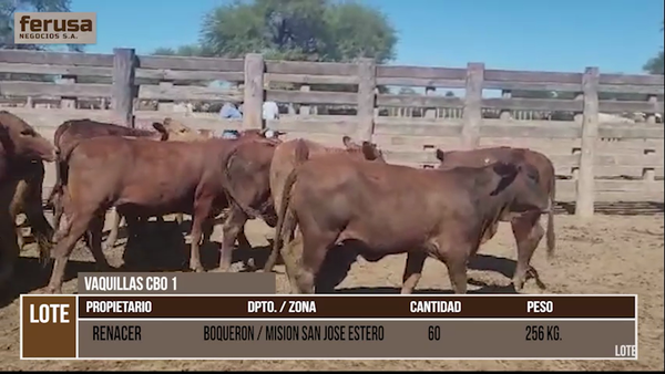 Lote LOTE 27 - 60 VAQUILLAS CBO 1