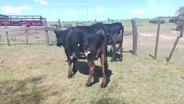 Lote 2 Vaquillonas 1 a 2 años KIWI 350kg - , San José