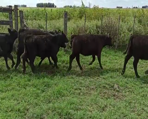 Lote 44 Terneras de 175/185 Kgs en Las Flores