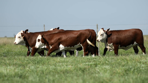 Lote Vaquilla Para Servicio