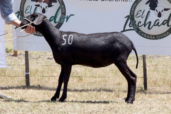 Lote OVINO STA. INES HEMBRA PPC