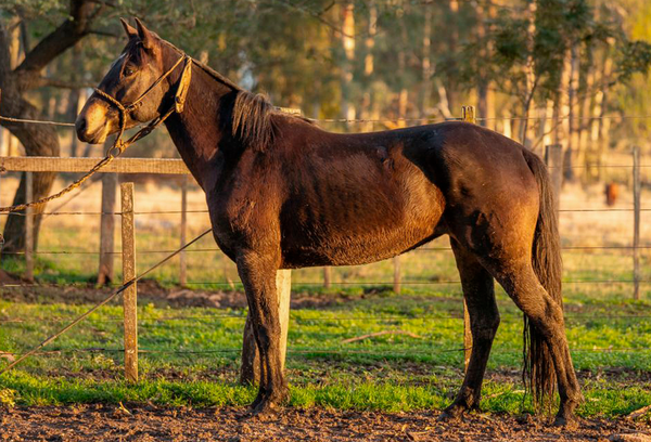 Lote MANZANILLA BORDONA
