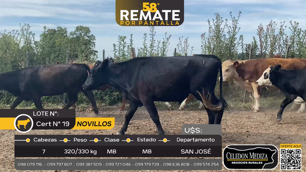 Lote 7 Novillos en José Ignacio, San José