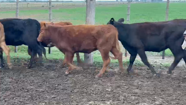 Lote 36 Terneras Cruzas británicas en Suardi, Santa Fe