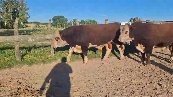 Lote 2 Toros PI / PO / PC HEREFORD en ÑU PORA