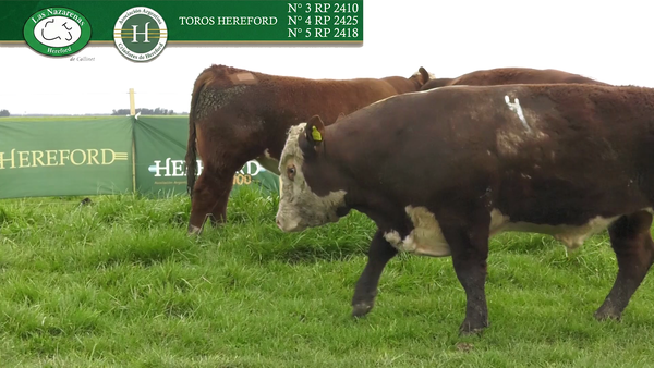 Lote Toros Polled Hereford Puros Registrados - Cabaña Las Nazarenas