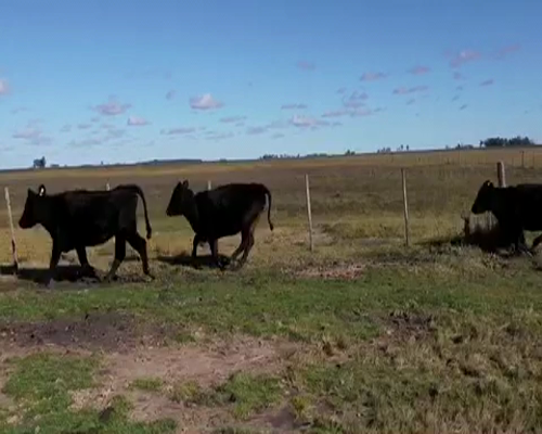 Lote 40 Vacas VACIAS  medio uso en Tapalqué, Buenos Aires