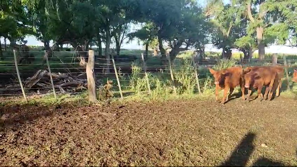 Lote 72 TERNS MACHOS Y HEMBRAS, DAIREAUX, PCIA. DE BS. AS.