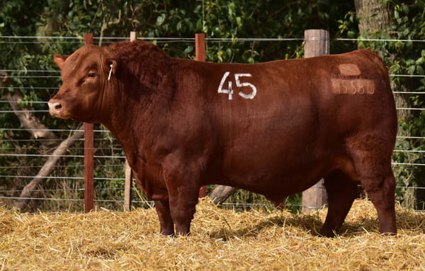 Lote TOROS ANGUS PC
