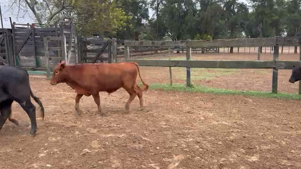 Lote 100 Novillitos en Formosa, Las Lomitas