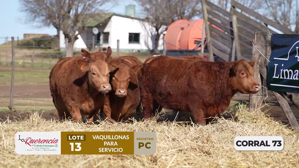 Lote VAQUILLONAS PC PARA SERVICIO