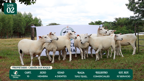 Lote LOTE 2 - POR PANTALLA