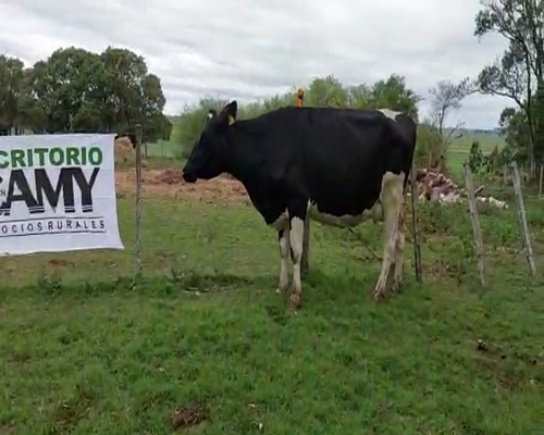 Lote 2 Vaca HOLANDO 550kg - , San José