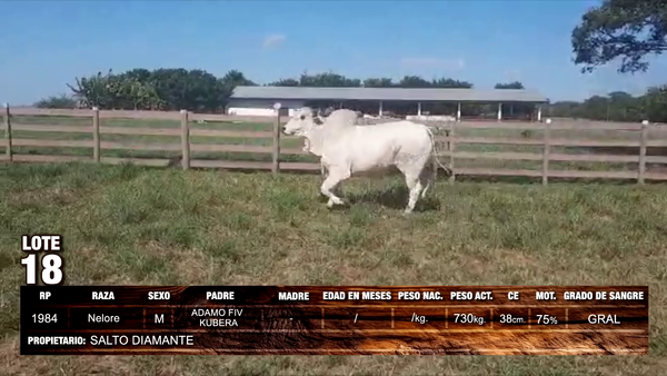 Lote Nelore