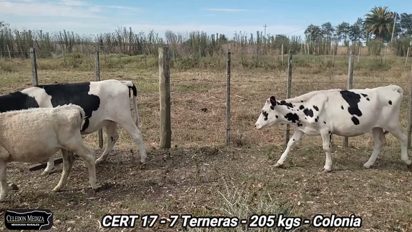 Lote 7 Terneras en Colonia