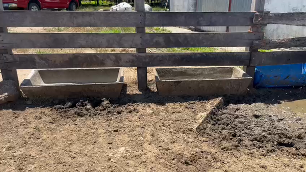 Lote 9 Terneros Holando 100kg -  en Colonia Fernandez Crespo