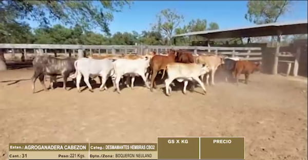 Lote LOTE 36 - 31 DESMAMANTES HEMBRAS CBO 2