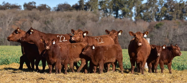 Lote VACA ANGUS PC PARIDA