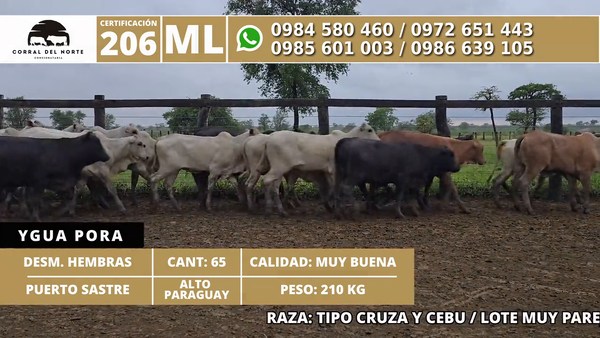 Lote 65 Desmamantes hembras 210kg -  en Carmelo Peralta los de Norica  Puerto Sastre los de Ygua Pora