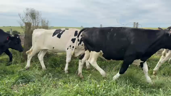 Lote NOVILLOS 1 a 2 AÑOS