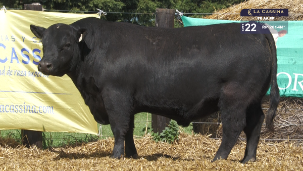 2614N* — TOROS ABERDEEN ANGUS PP
