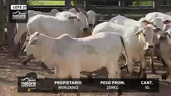 Lote LOTE 27