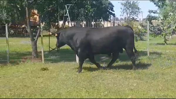 Lote Toros ANGUS NEGRO en COLONIA ARRUE