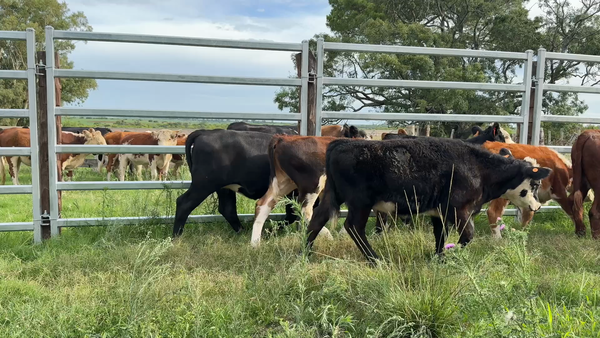 Lote TERNEROS Y TERNERAS