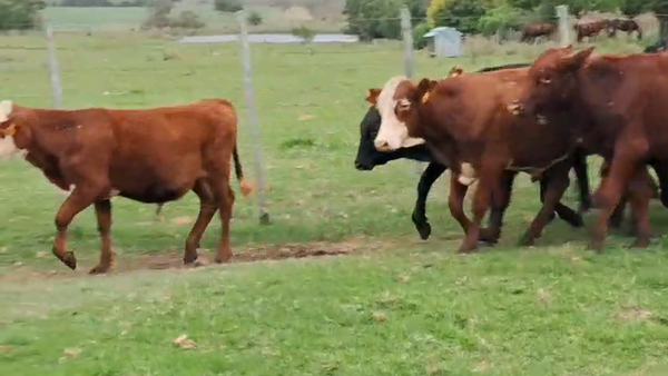 Lote 19 Terneros, San José