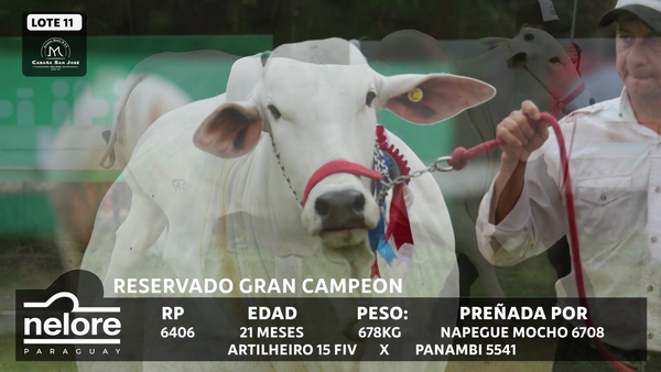 Lote LOTE 11 - BOZAL